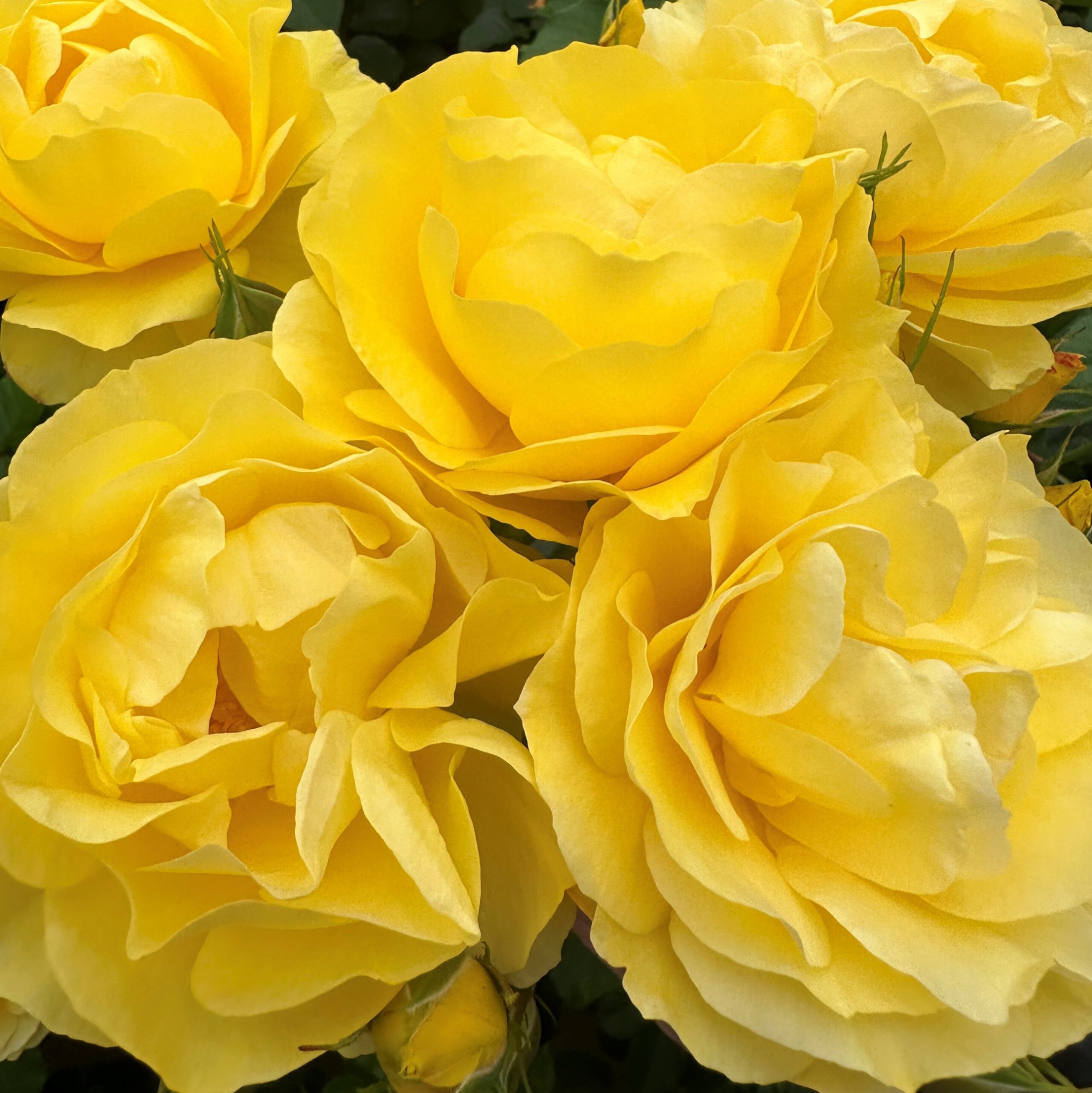 Роза флорибунда Хиар Камс Зе Сан